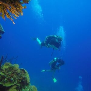 Scuba Diving in Catalina