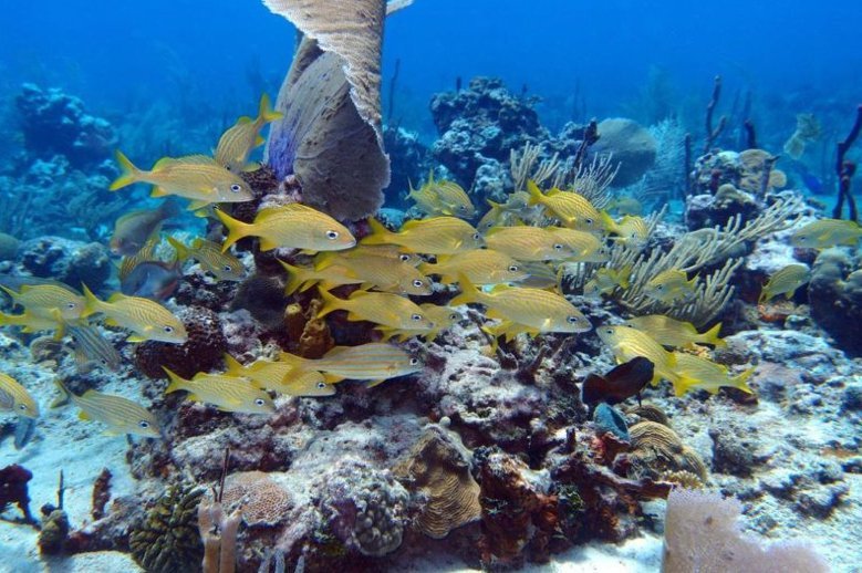 Saona Island Semi Private Itinerary: Canto de la Playa + Catamaran Party - Image 7